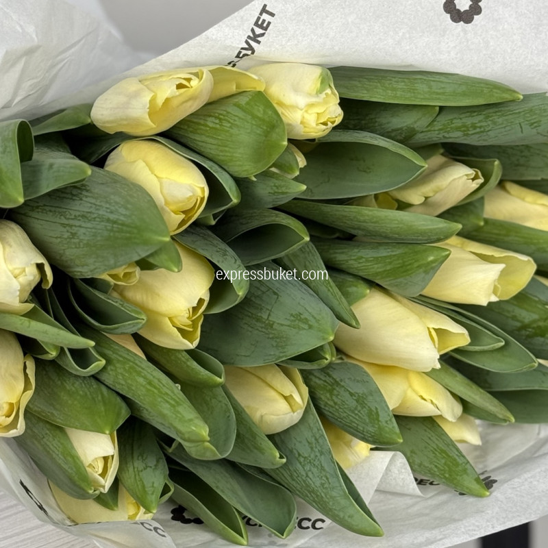 Тюльпаны желтые, 25 шт