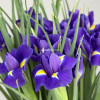 Ирисы, 20 шт